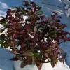 Trachelospermum Jasminoides Winter Ruby ('Trared') (PBR) | 2L Pot -All Plants Sales Store PL30004906 afdd