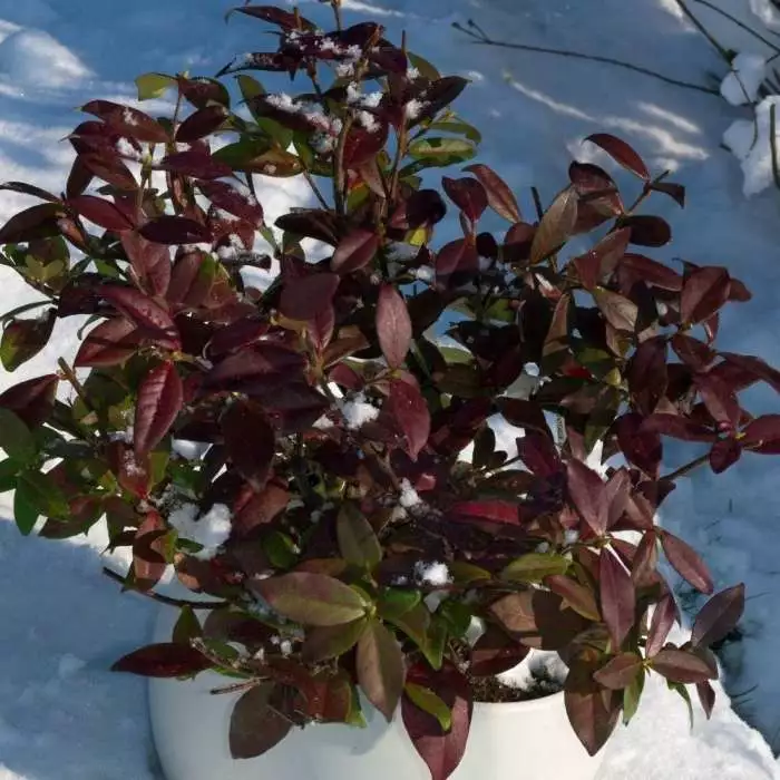 Trachelospermum Jasminoides Winter Ruby ('Trared') (PBR) | 2L Pot 3 Trachelospermum Jasminoides Winter Ruby ('Trared') (PBR) | 2L Pot