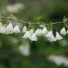 Halesia Carolina | 12 Lt Bush -All Plants Sales Store PL30004948 bed1