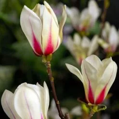 Magnolia Sunrise | 3L Pot