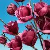 Magnolia Genie (PBR) | 2L Pot -All Plants Sales Store PL30005004 b402