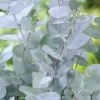 Eucalyptus Gunnii | 2L Pot -All Plants Sales Store PL30005011 09e0