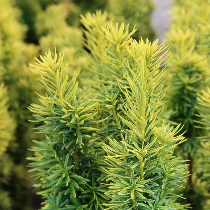 Taxus Baccata David | 18L Pot 3 Taxus Baccata David | 18L Pot