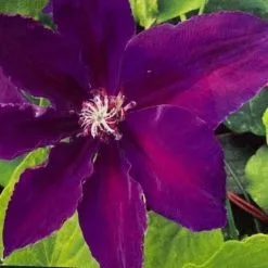 Clematis Wildfire | 3L Pot