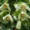 Clematis Christmas Surprise | 3L Pot -All Plants Sales Store PL30005101 bf2a