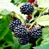 Blackberry Merton Thornless | 3L Pot -All Plants Sales Store PL30005166 3ddf