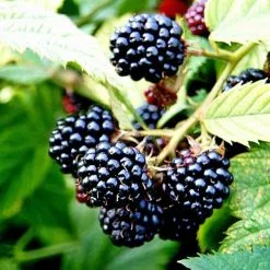 Blackberry Merton Thornless | 3L Pot