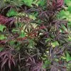 Acer Palmatum Trompenburg | 3 Litre Pot -All Plants Sales Store PL30005186 6c84