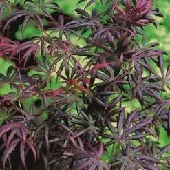 Acer Palmatum Trompenburg | 3 Litre Pot