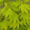 Acer Shirasawanum Jordan | 3 Litre Pot 1 Acer Shirasawanum Jordan | 3 Litre Pot -All Plants Sales Store PL30005187 7f28
