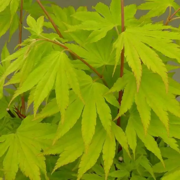 Acer Shirasawanum Jordan | 3 Litre Pot 3 Acer Shirasawanum Jordan | 3 Litre Pot