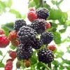 Blackberry Adrienne | 3L Pot 1 Blackberry Adrienne | 3L Pot -All Plants Sales Store PL30005199 8f95