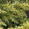 Cedrus Deodara Golden Horizon | 2L Pot 2 Cedrus Deodara Golden Horizon | 2L Pot -All Plants Sales Store PL30005241 d725