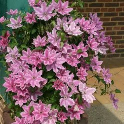 Clematis Ooh La La ('Evipo041') (PBR) (Boulevard Series) | 3L Pot