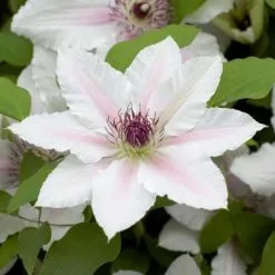 Clematis The Countess Of Wessex ('Evipo073') (PBR) (Boulevard Series) | 3L Pot