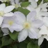 Clematis Ice Blue ('Evipo003') (PBR) (Prairie Series) | 3L Pot -All Plants Sales Store PL30005258 42df