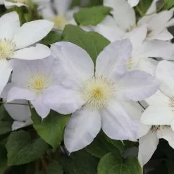Clematis Ice Blue ('Evipo003') (PBR) (Prairie Series) | 3L Pot