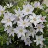 Clematis Tranquilité ('Evipo111') (Boulevard Series) | 3L Pot 2 Clematis Tranquilité ('Evipo111') (Boulevard Series) | 3L Pot -All Plants Sales Store PL30005259 e6cd