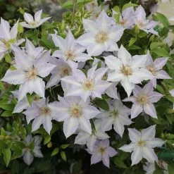 Clematis Tranquilité ('Evipo111') (Boulevard Series) | 3L Pot