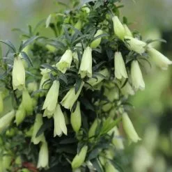 Billardiera Longiflora | 3L Pot