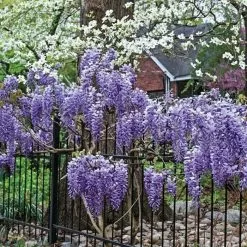 Wisteria Frutescens Subsp. Macrostachya Blue Moon | 2L Pot