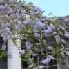 Wisteria Frutescens | 3 Lt Pot -All Plants Sales Store PL30005279 de40