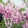 Wisteria Brachybotrys Showa-beni | 3 Lt Pot -All Plants Sales Store PL30005280 ebcc
