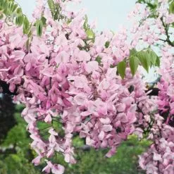 Wisteria Brachybotrys Showa-beni | 3 Lt Pot
