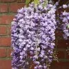 Wisteria Floribunda Yae-Kokuryū | 5L Pot -All Plants Sales Store PL30005282 f4e5
