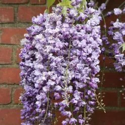 Wisteria Floribunda Yae-Kokuryū | 5L Pot