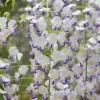 Wisteria Floribunda F. Multijuga | 5L Pot -All Plants Sales Store PL30005286 a0ec