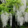 Wisteria Floribunda F. Alba Shiro-noda | 5 Lt Pot 1 Wisteria Floribunda F. Alba Shiro-noda | 5 Lt Pot -All Plants Sales Store PL30005290 0449