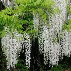 Wisteria Floribunda F. Alba Shiro-noda | 5 Lt Pot