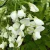 Wisteria Brachybotrys F. Albiflora Shiro-kapitan | 5 Lt Pot -All Plants Sales Store PL30005293 2f8f