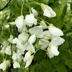 Wisteria Brachybotrys F. Albiflora Shiro-kapitan | 5 Lt Pot