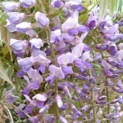 Wisteria Floribunda Kokuryū | 5L Pot