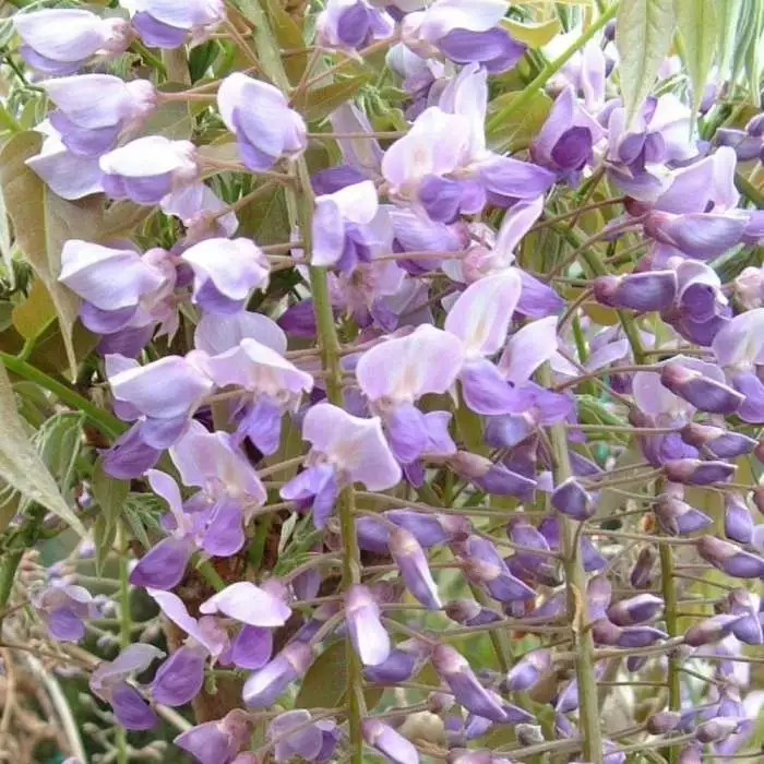 Wisteria Floribunda Kokuryū | 5L Pot 3 Wisteria Floribunda Kokuryū | 5L Pot