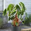 Colocasia Esculenta Hawaiian Punch | 18cm Aquatic Pot 2 Colocasia Esculenta Hawaiian Punch | 18cm Aquatic Pot -All Plants Sales Store PL30005297 7c69