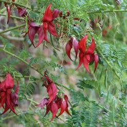 Clianthus Puniceus | 3 Litre Pot
