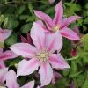 Clematis Volunteer ('Evipo080') (PBR) (Boulevard Series) | 3L Pot 1 Clematis Volunteer ('Evipo080') (PBR) (Boulevard Series) | 3L Pot -All Plants Sales Store PL30005311 79d6