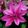 Clematis Darcy ('Evipo106') (PBR) (Tudor Patio Series) | 3 Litre Pot -All Plants Sales Store PL30005312 0a75