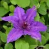 Clematis Edda ('Evipo074') (PBR) (Boulevard Series) | 3L Pot -All Plants Sales Store PL30005313 52d3