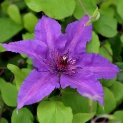 Clematis Edda ('Evipo074') (PBR) (Boulevard Series) | 3L Pot