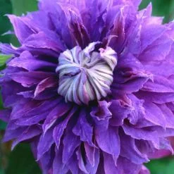 Clematis Diamantina ('Evipo039') (PBR) | 3L Pot