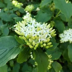 Cornus Controversa Pagoda | 12L Pot