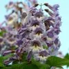 Paulownia Tomentosa | 5 Lt Pot 2 Paulownia Tomentosa | 5 Lt Pot -All Plants Sales Store PL30005390 3203