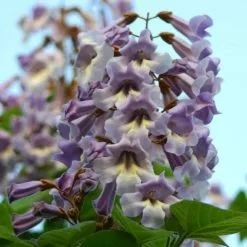 Paulownia Tomentosa | 5 Lt Pot