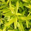 Salix Udensis Golden Sunshine (PBR) | 2L Pot