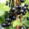 Blackcurrant Baldwin | 3L Pot -All Plants Sales Store PL30005447 441d
