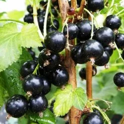 Blackcurrant Baldwin | 3L Pot